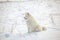 White dog Samoyed play on snow