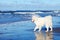 White dog Samoyed playing near the sea in Sunny day