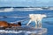 White dog Samoyed playing near the sea in Sunny day