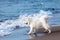 White dog Samoyed playing by the sea.