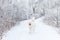White dog Samoyed running in the winter woods.