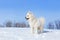 White dog Samoyed standing in the snow in winter on background of blue sky.