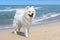 White dog Samoyed stands near the sea on a Sunny day