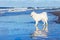 White dog Samoyed stands near the sea on a Sunny day