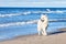 White dog Samoyed walks near the sea in Sunny day