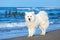 White dog Samoyed walks near the sea in Sunny day