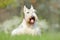 White dog, Scottish terrier on green grass lawn with white flowers in the background, Scotland, United Kingdom