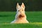 White dog, Scottish terrier on green grass lawn with white flowers in the background, Scotland, United Kingdom. Cute animal in the