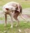 White Dog Scratching