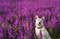 White dog shepherd on a lush flowering field