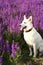 White dog shepherd on a lush flowering field