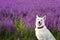 White dog shepherd on a lush flowering field