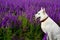 White dog shepherd on a lush flowering field