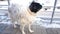 A white dog, shivering in the wind. A frozen dog stands on the porch of a store waiting for its owner