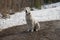 A white dog sits on the road, against the background of a snowy forest.