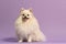 a white dog sitting in front of a purple background,