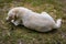 white dog sitting in the park, street dog lying on the green grass