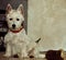 White dog sitting beside toy