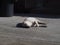 White Dog Sleeping on concrete floor To receive the warmth of the morning sun of the day