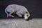 A white dog sleeping on the floor.