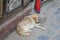 White dog sleeping in a street in Kathmandu, Nepal