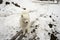 White dog on a snowy road, car tracks and footprints