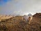 White Dog Standing on Top of Rocky Hill surrounded by clouds