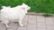 White dog stands on the sidewalk and barks at a cat