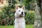 White dog staring behind the fence