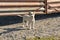 A white dog on the street near an iron fence guards the house