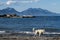 A white dog strolling around the breathtaking shore of Kaikoura, New Zealand