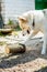 The white dog swears with black spots on a log. Dog life.