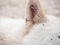 White dog with ticks on ears summer nature sand beach background. Animal fell insects. Puppy hair surface