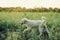 White dog walking in greenery field