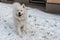 White dog walks through white snow - image