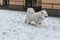 White dog walks through white snow - image