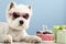 White dog west highland white terrier, celebrating a birthday with a cake and gifts