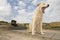 A white dog yawning in the cloudy background