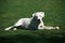 White dogo argentino dog with ball lying on green grass