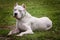 White Dogo Argentino laying down in grass - dog