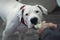 White Dogo Argentino playing with rubber toy.