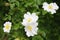 White dogrose flowers