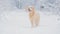 White dogs of the Golden Retriever breed in the winter fairy-tale forest.Day. The snow is falling.