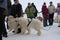 white dogs sledding huskies in a sled for a race with the audience at the competition