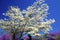 White dogwood against a blue sky.