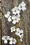 White Dogwood blooms on fence