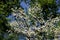 White Dogwood & Blue Sky