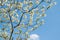 White Dogwood Branches with Blue Sky