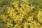 White dogwood Cornus alba var. Aurea plant with yellow foliage