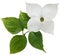 White dogwood flower